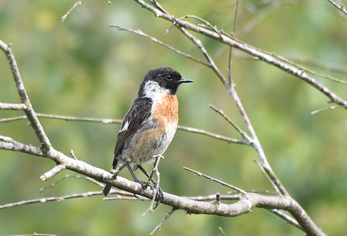 Male Stonechat at Stoke Common. #bucksbirds