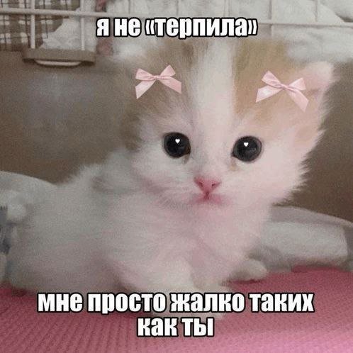 cats, i love cats (@catsilcats) on Twitter photo 