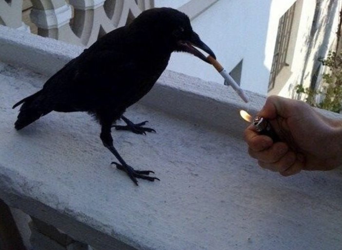 ⋆༺Ace༻⋆ tweet media