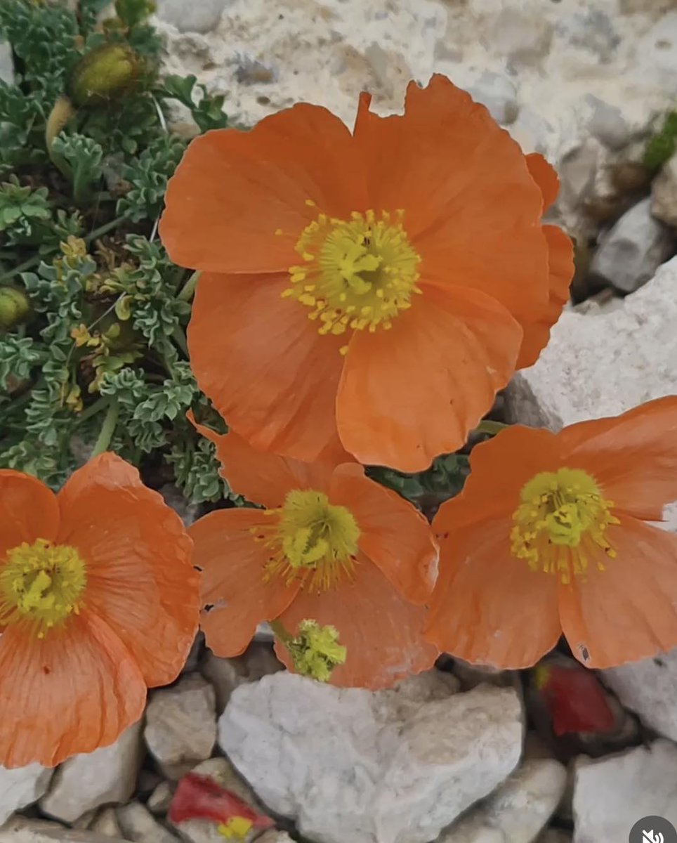 Tutti i colori del #papavero alpino, protagonista silenzioso dei paesaggi d’alta quota di #CampoImperatore!
📷 IG vincev.7
#abruzzo #campoimperatore #estateinabruzzo #viaggioinabruzzo #parconazionaledelgransassoemontidellalaga