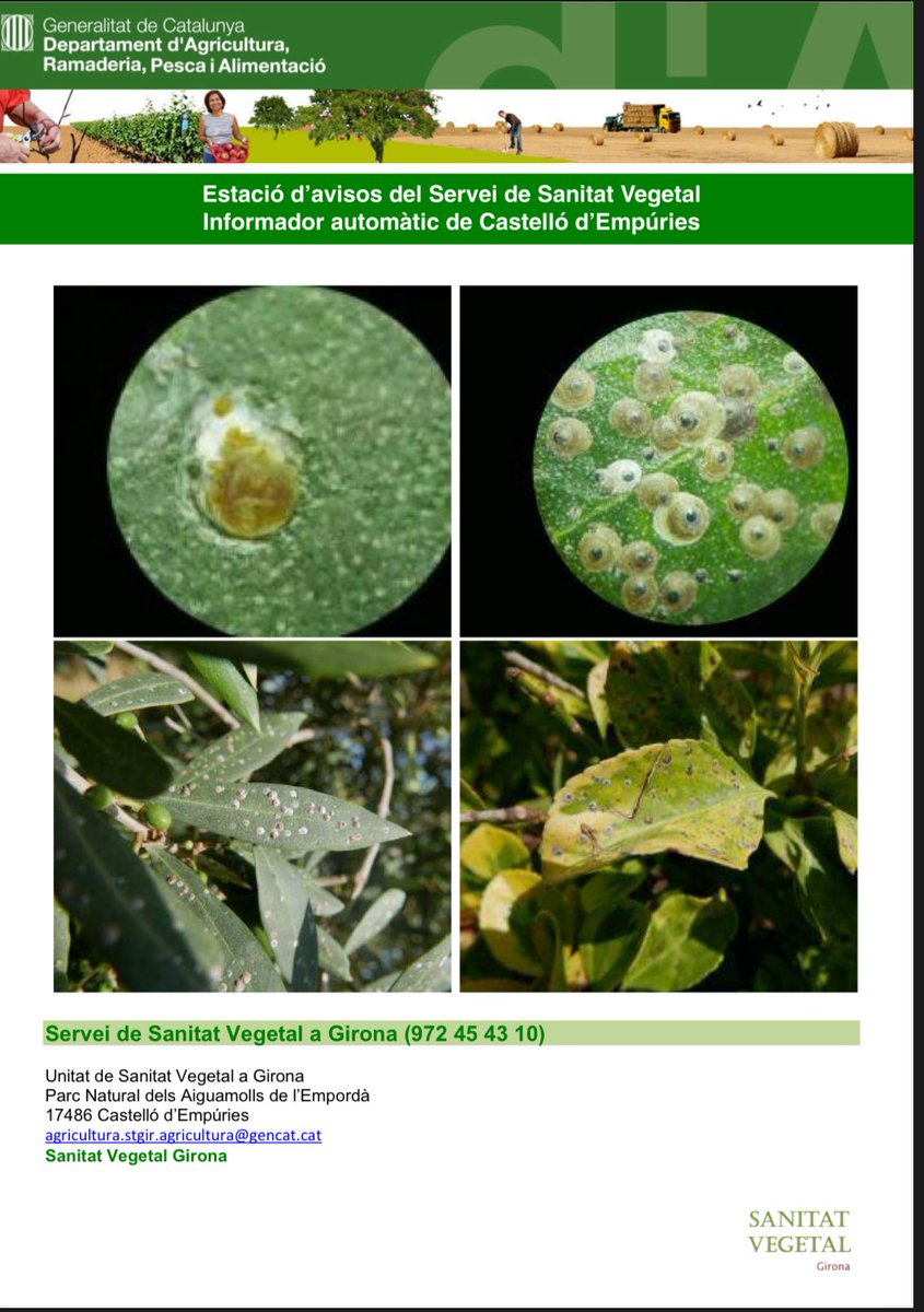 Atenció: Detecció d’una nova #caparreta en #olivera #sanitat_vegetal