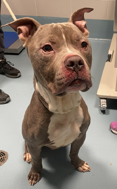 NMBewitched's tweet photo. "To feel intensely is not a symptom of weakness, it is the trademark of the truly alive and compassionate."
Bane
New Intake #NYCACC
https://t.co/U5N27aRAca
#RescueOnly #FosterMe #Pledge4Me
Bane
His notes, if 2 B believed are tragic
4yr old used to breed
Never known love https://t.co/HXA9uBZiYb