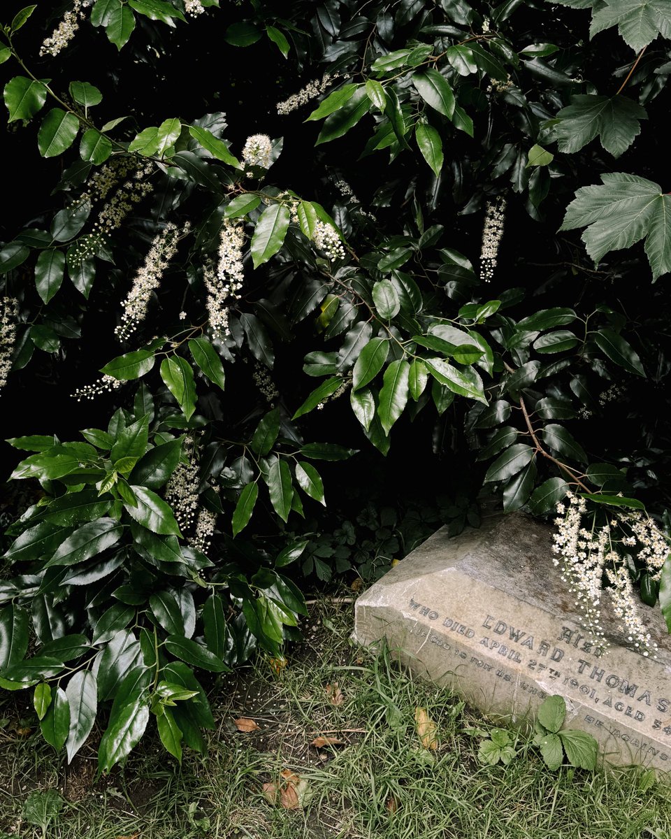 _alinatrifan's tweet image. living cemetery