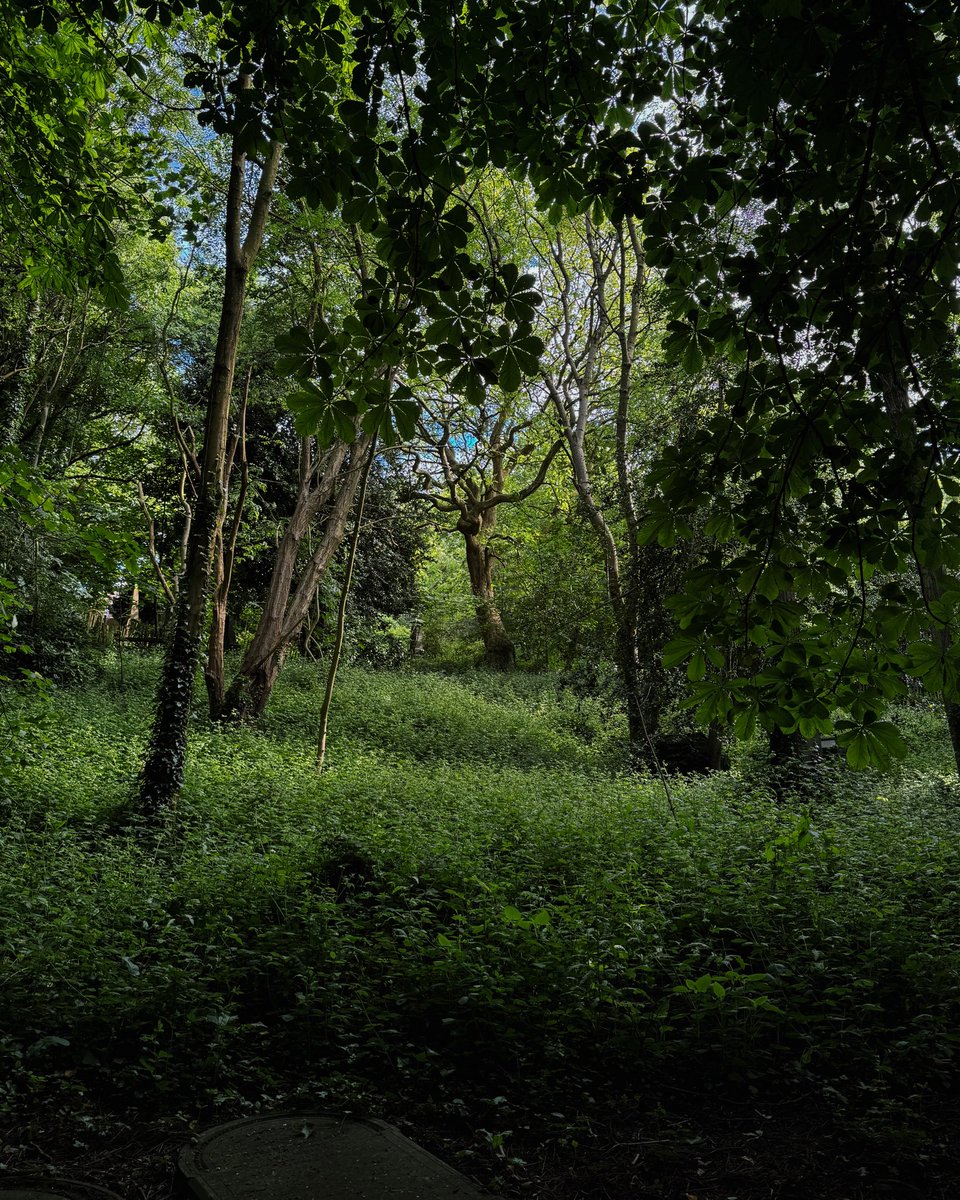 _alinatrifan's tweet image. living cemetery