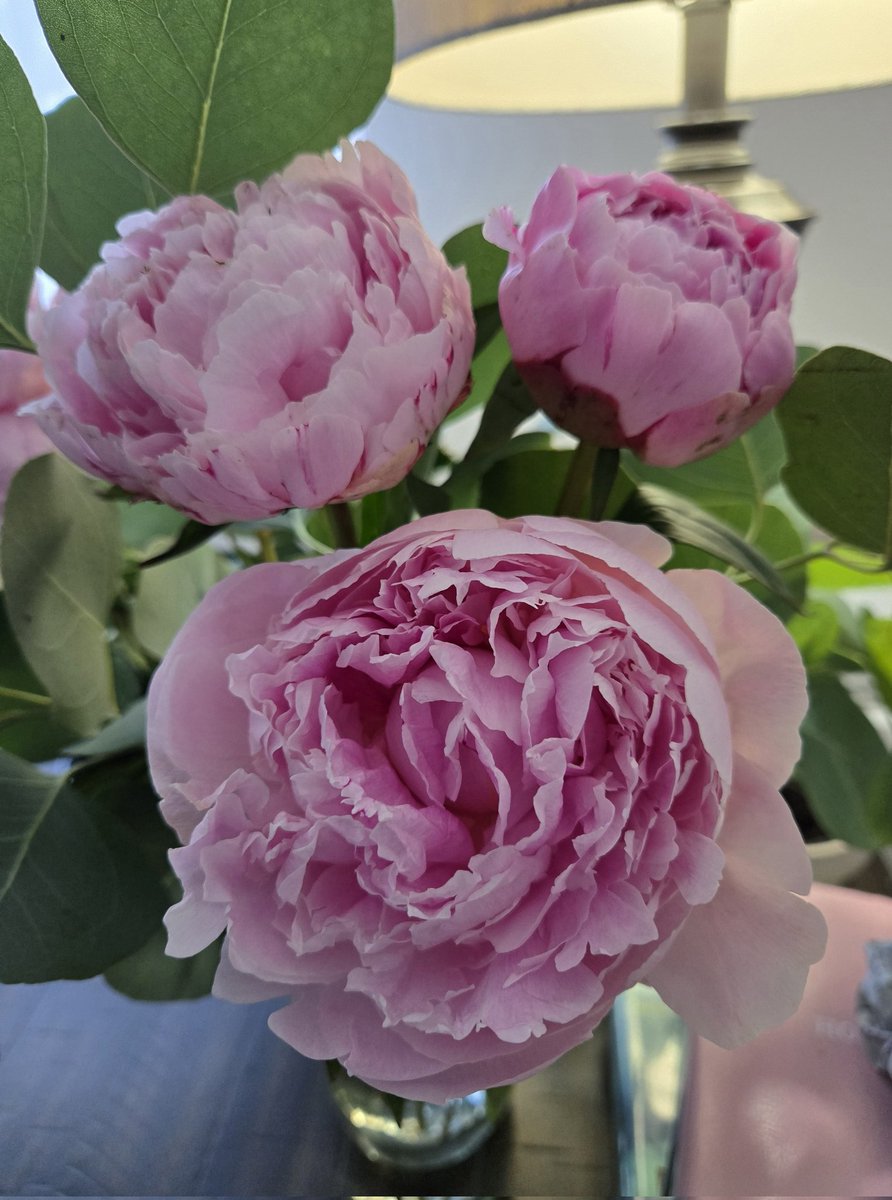 Peonies 🩷🩷🩷  #Whatsinyourvase  
#flowers #flower