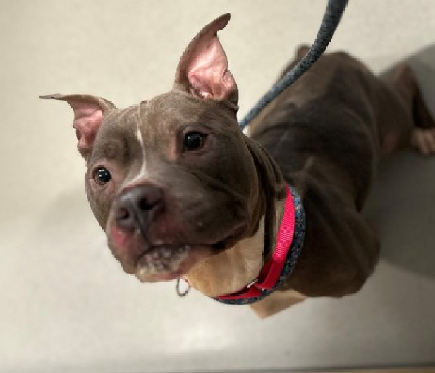 NMBewitched's tweet photo. "To feel intensely is not a symptom of weakness, it is the trademark of the truly alive and compassionate."
Bane
New Intake #NYCACC
https://t.co/U5N27aRAca
#RescueOnly #FosterMe #Pledge4Me
Bane
His notes, if 2 B believed are tragic
4yr old used to breed
Never known love https://t.co/HXA9uBZiYb