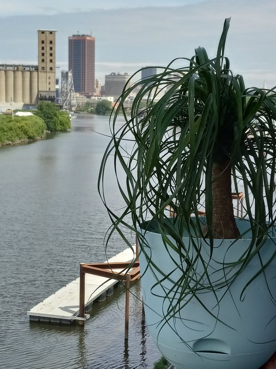 Margaret Hickling (@mhick1953) on Twitter photo Hey Michael and Josh, palm trees DO grow in Buffalo! IFYKYK! <a href="/DanHickling/">Dan Hickling</a> <a href="/BuffaloSabres/">Buffalo Sabres</a> Hey Michael and Josh, palm trees DO grow in Buffalo! IFYKYK! <a href="/DanHickling/">Dan Hickling</a> <a href="/BuffaloSabres/">Buffalo Sabres</a>