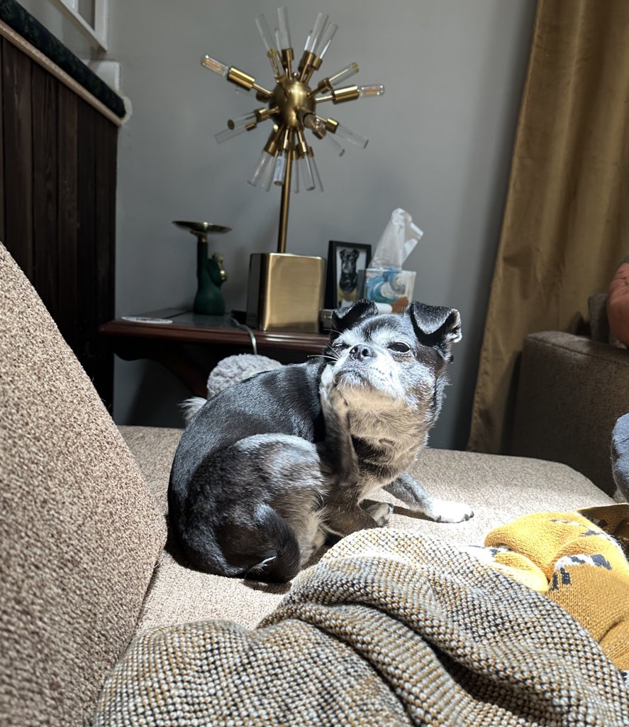 EternalDago's tweet image. I hope you all find a nice sun beam to scratch your face in today