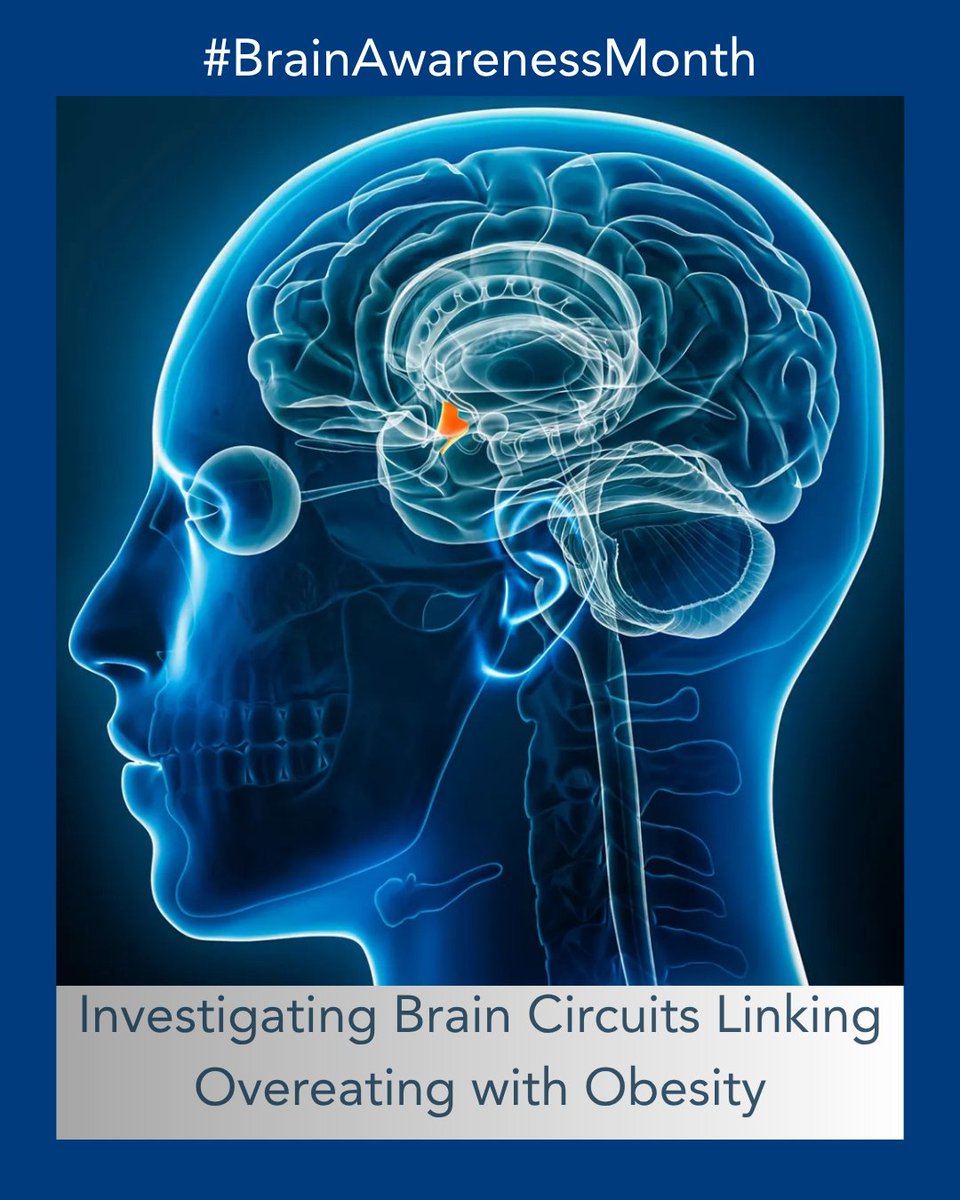 Investigating Brain Circuits Linking Overeating with Obesity #BrainAwarenessMonth   

More at bit.ly/4kSGHWC. 

#neuroscience #research