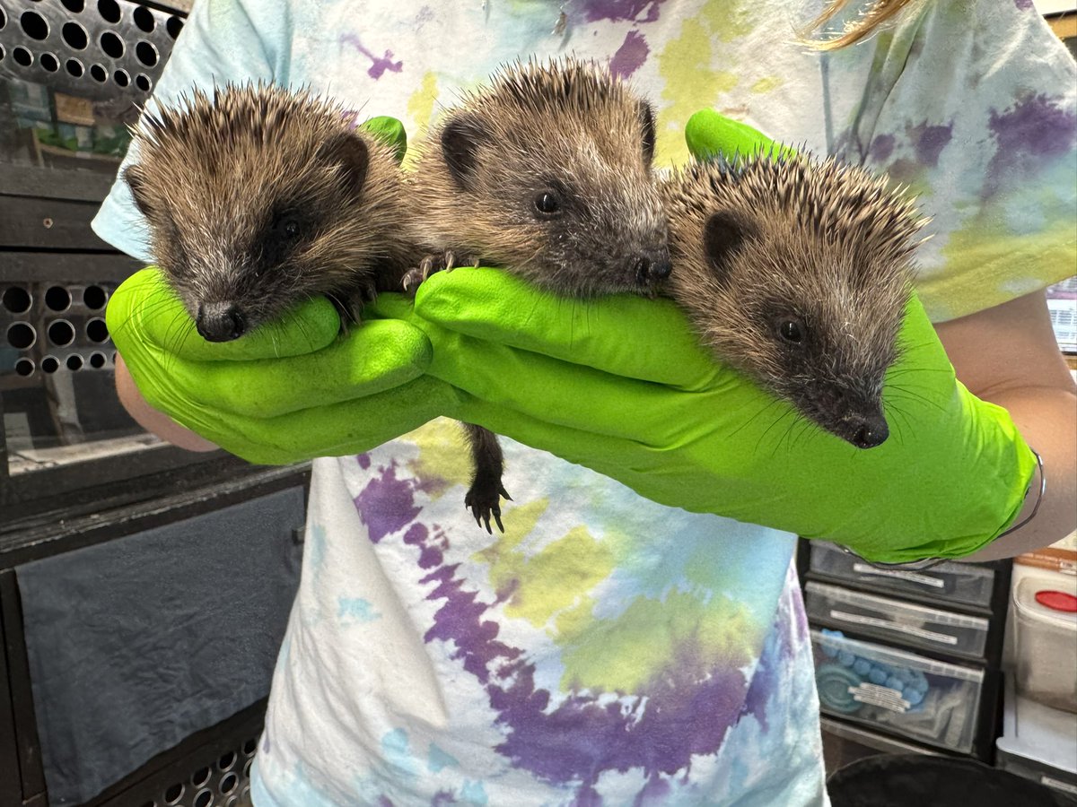 Introducing the ‘Corn Crew’ as they have become known, Barley, Wheat and Rye. They are on treatment for pneumonia and are stable, hopefully as treatment continues they will start to progress 🤞🦔🐾