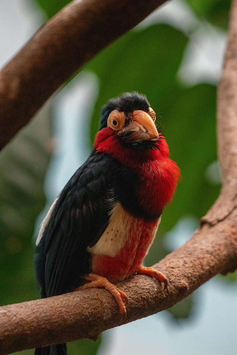 Naturelenses's tweet photo. Meet the Bearded Barbet — a colorful native of West Africa. Known for its bright red chest, black wings, and thick yellow beak, this bird rocks its "beard" like a true icon of the forest. 🐦🔥
#Birds #WildlifePhotography #NatureLovers #BirdWatching #Barbet #WestAfrica #BirdsOfTw https://t.co/wXRpnNkhvv