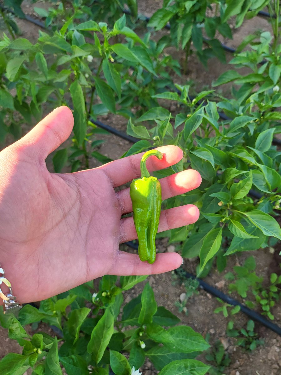 Evine en yakın pazar, en güzel pazardır.😃🤍 Selamlar