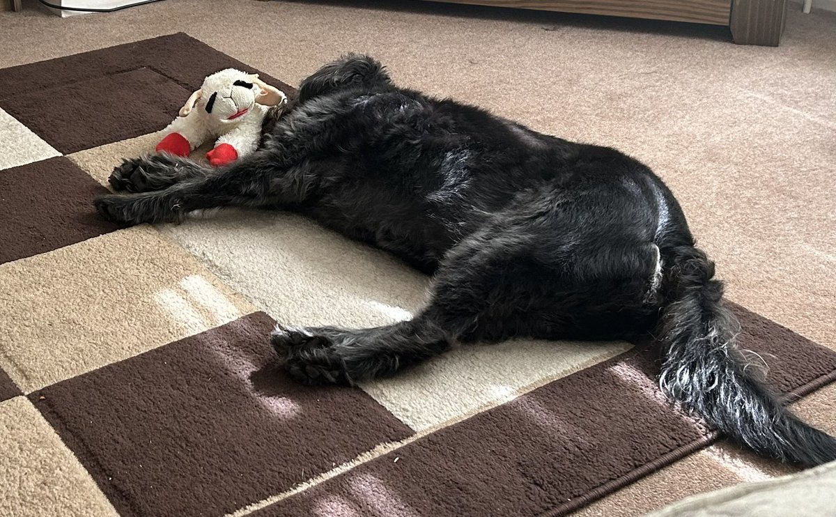 Following the unexpected death of our Jack Russell 3 weeks ago, this lovely dog came to his new forever home with us today. Meet Leo, an 8 year old Bearded Collie/Poodle cross making himself at home. Luna chilled about it. Thank you <a href="/RSPCA_official/">RSPCA (England & Wales)</a>