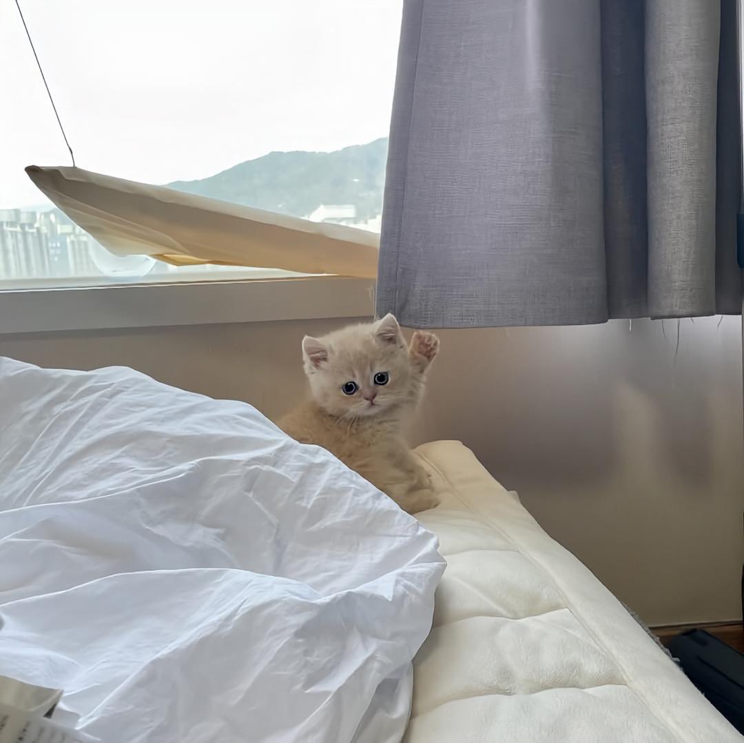 No Context Cats tweet media
