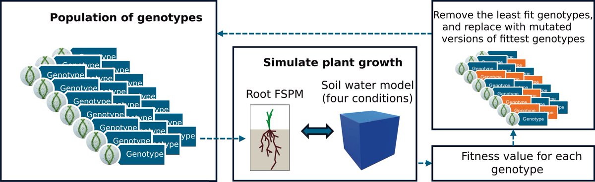 insilicoplants's tweet photo. NEW!
Simulated evolution of phenotypic plasticity in a functional-structural plant root model 
from @saamrenton Hugo Salinas and Pieter Poot 
https://t.co/qjkewjcNJU  #FSPM #RootScience #PlantScience https://t.co/tO86yACgBR