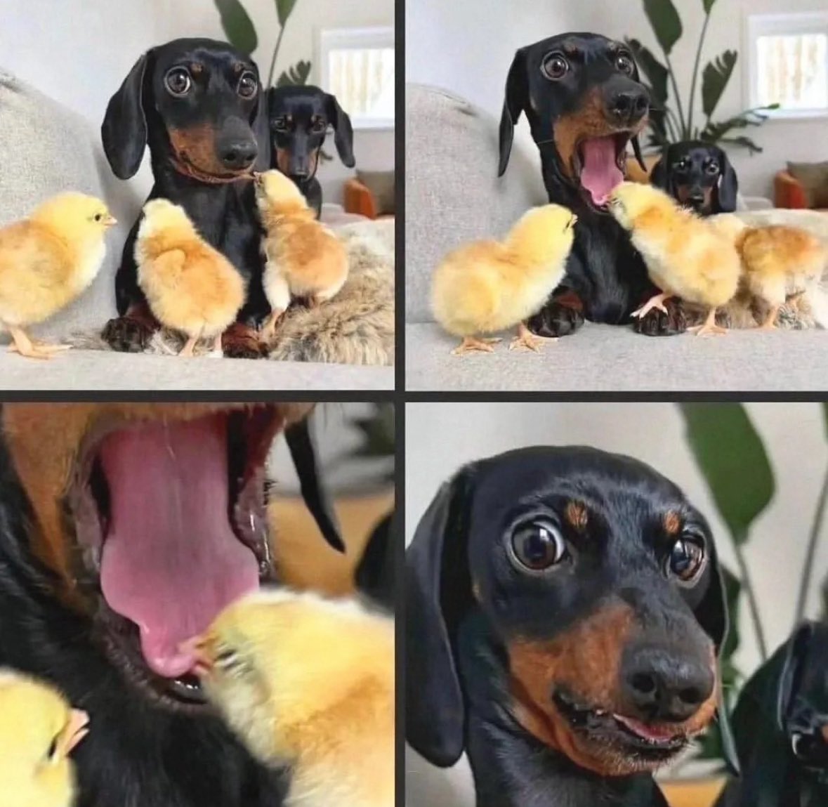 twaniimals's tweet photo. https://t.co/4SHGjTOtlN