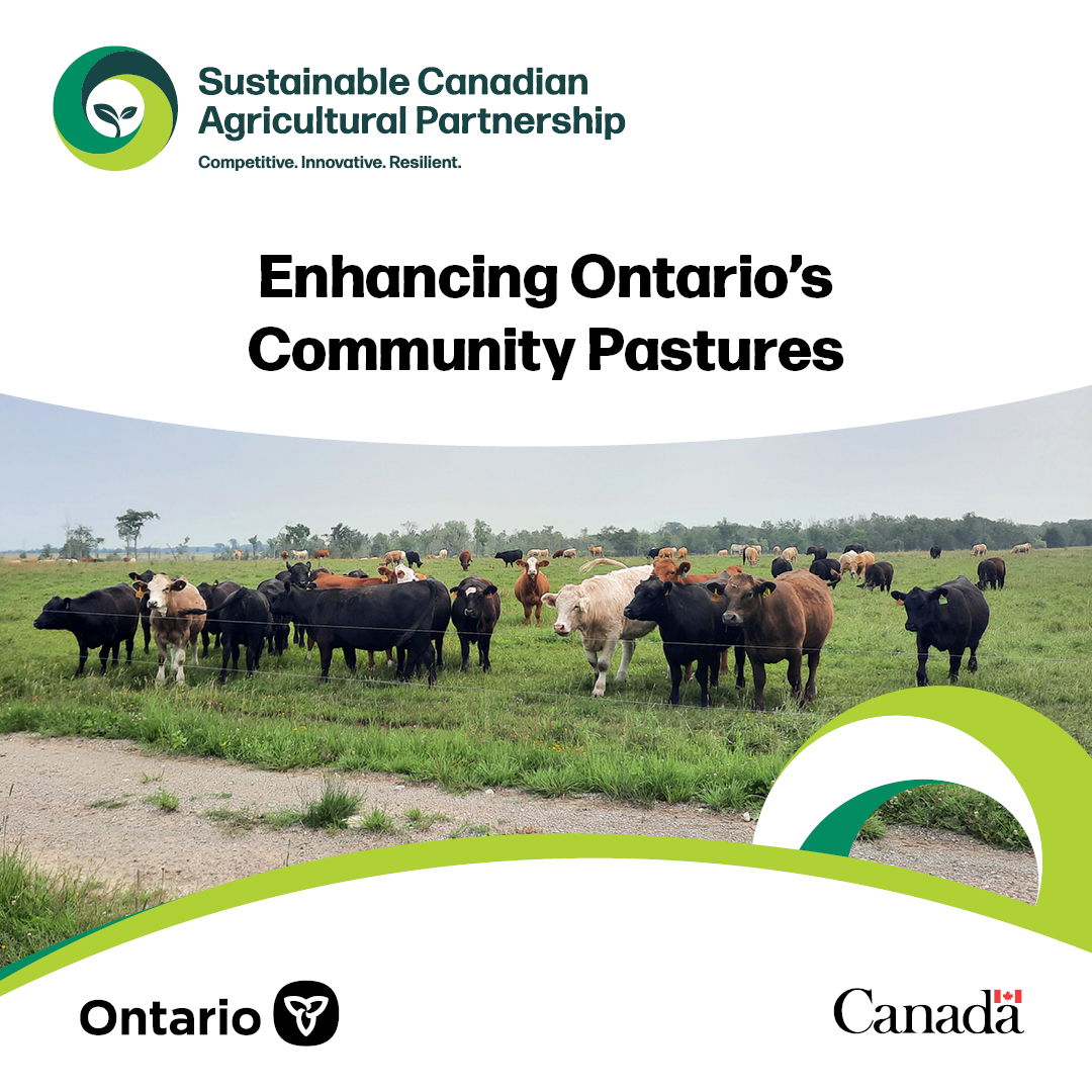 Canada and Ontario are investing up to $5 million to help provincial community pastures increase the productivity and sustainability of cattle grazing lands.
Learn more: onforagenetwork.ca/ontario-forage…
#SustainableCdnAg #OntAg