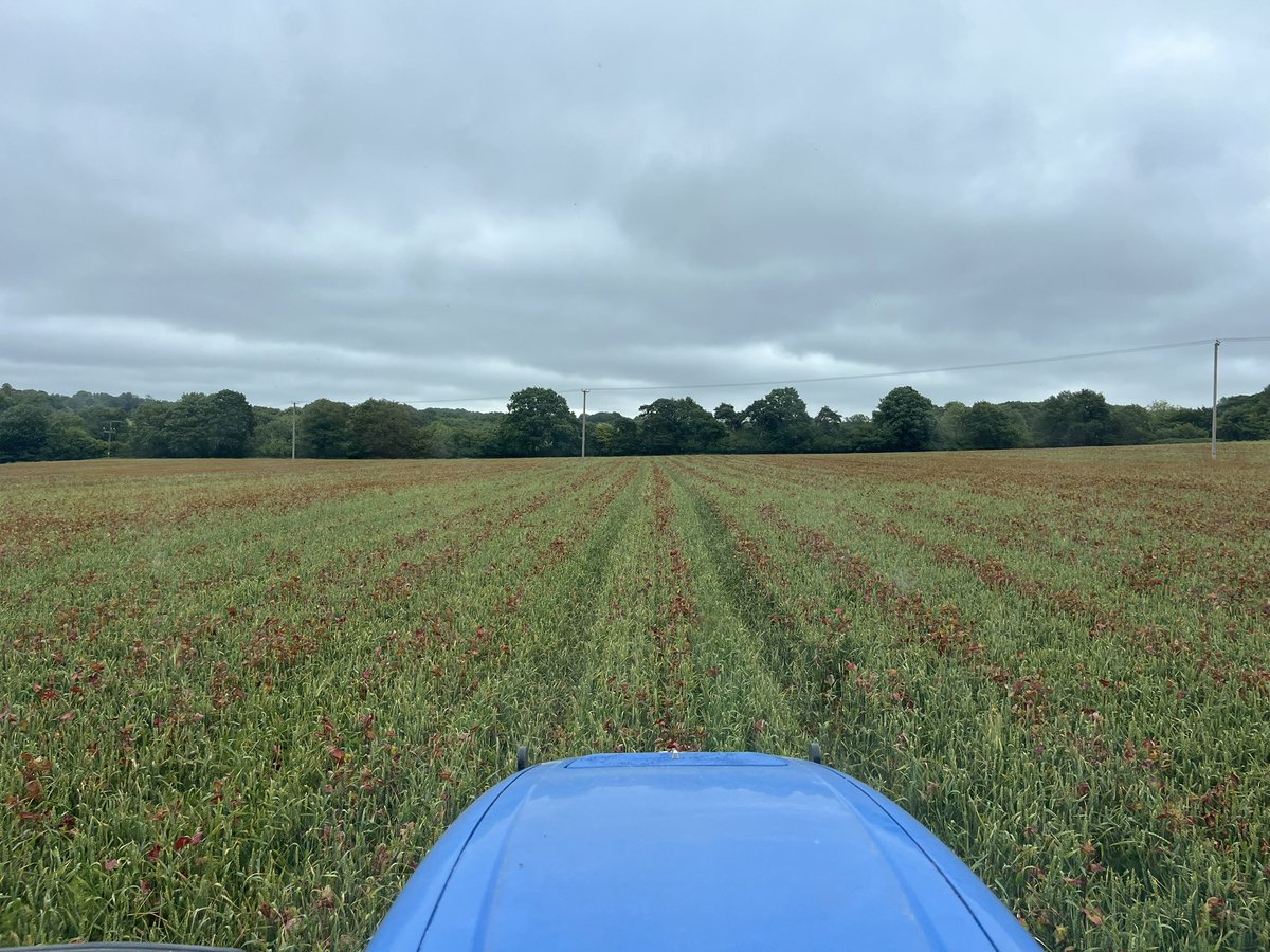 anthonybecvar's tweet photo. The blending of the Buckwheat wasn’t up to muster on all drill loads.. looks pretty though!! #CompanionCropping #RegenerativeAgriculture https://t.co/S0dTUqsc7k