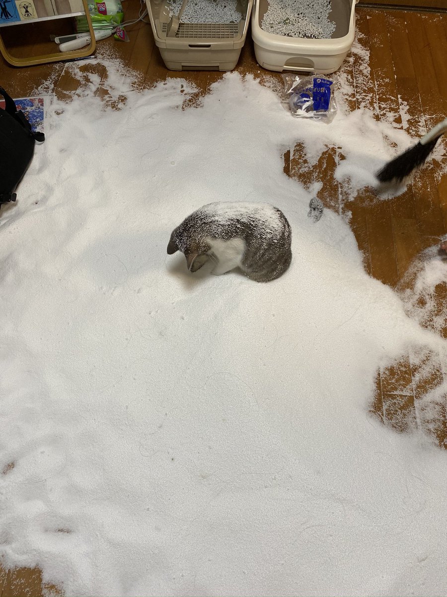 panik_cattack's tweet image. I'm sowwy