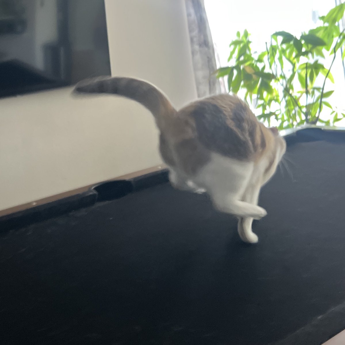 phd in scramology with a concentration in scampering