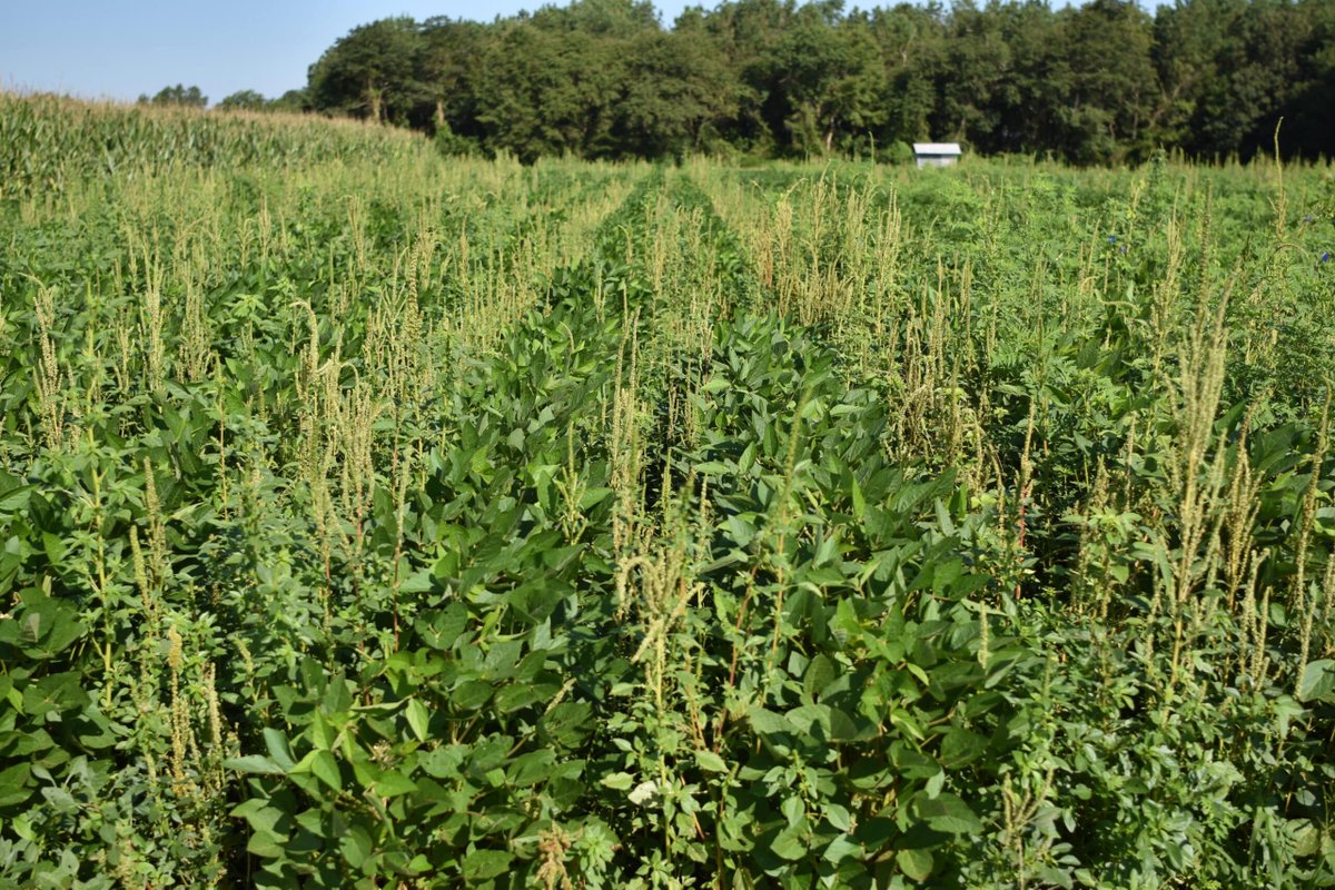 GetRidOfWeeds's tweet image. A 500k grant from @UnitedSoy is fueling a multi-state research effort led by @michiganstateu to tackle herbicide-resistant weeds in soybeans! Named the HERMON Project (Herbicide Resistance Monitoring Network), this project aims to develop new diagnostic tools for…