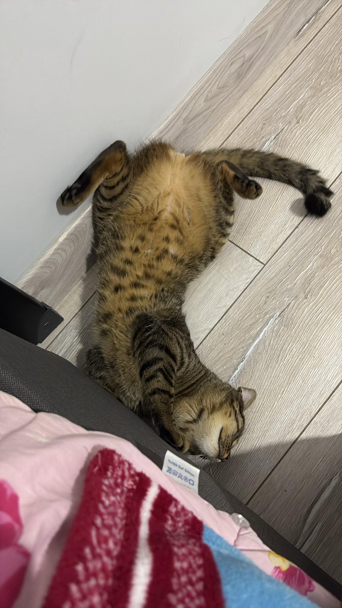 kaşmir tweet media