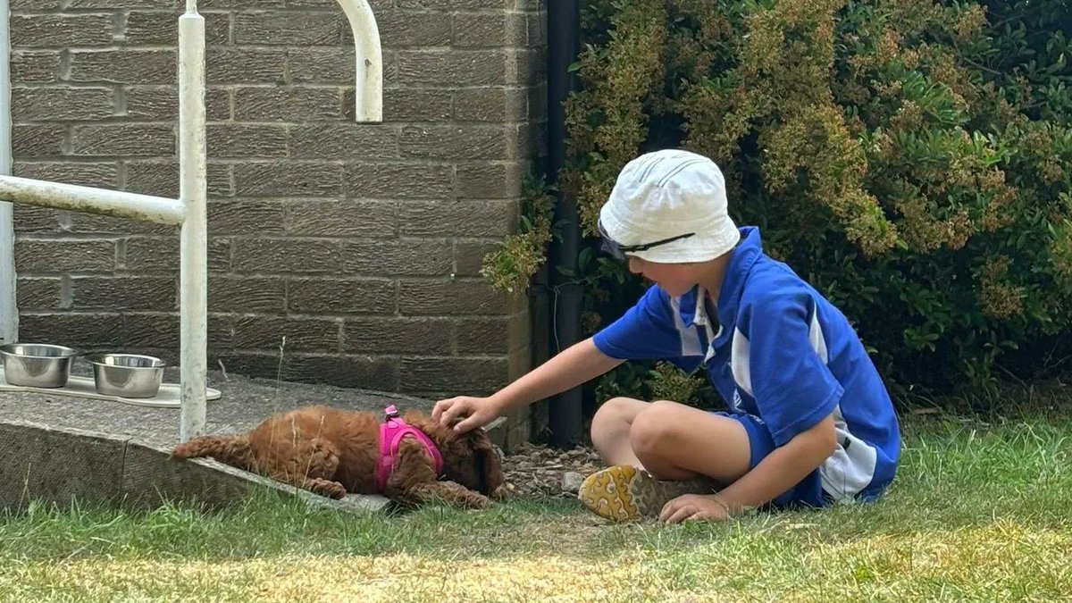 Goodable's tweet image. Timeline Cleanse: In England, students are baking cakes, designing scarves, and raising funds to help Nellie, a puppy training to become their school’s therapy dog.
They’re making sure she’s ready to bring comfort and cuddles to everyone. 🐶💛