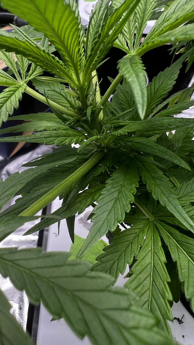 MrStrainTwister's tweet photo. Good morning Good morning! Here is a little update on some @skunkdevilseeds Black Pyramid.
#BlackPyramid https://t.co/h6DqgCUkAW