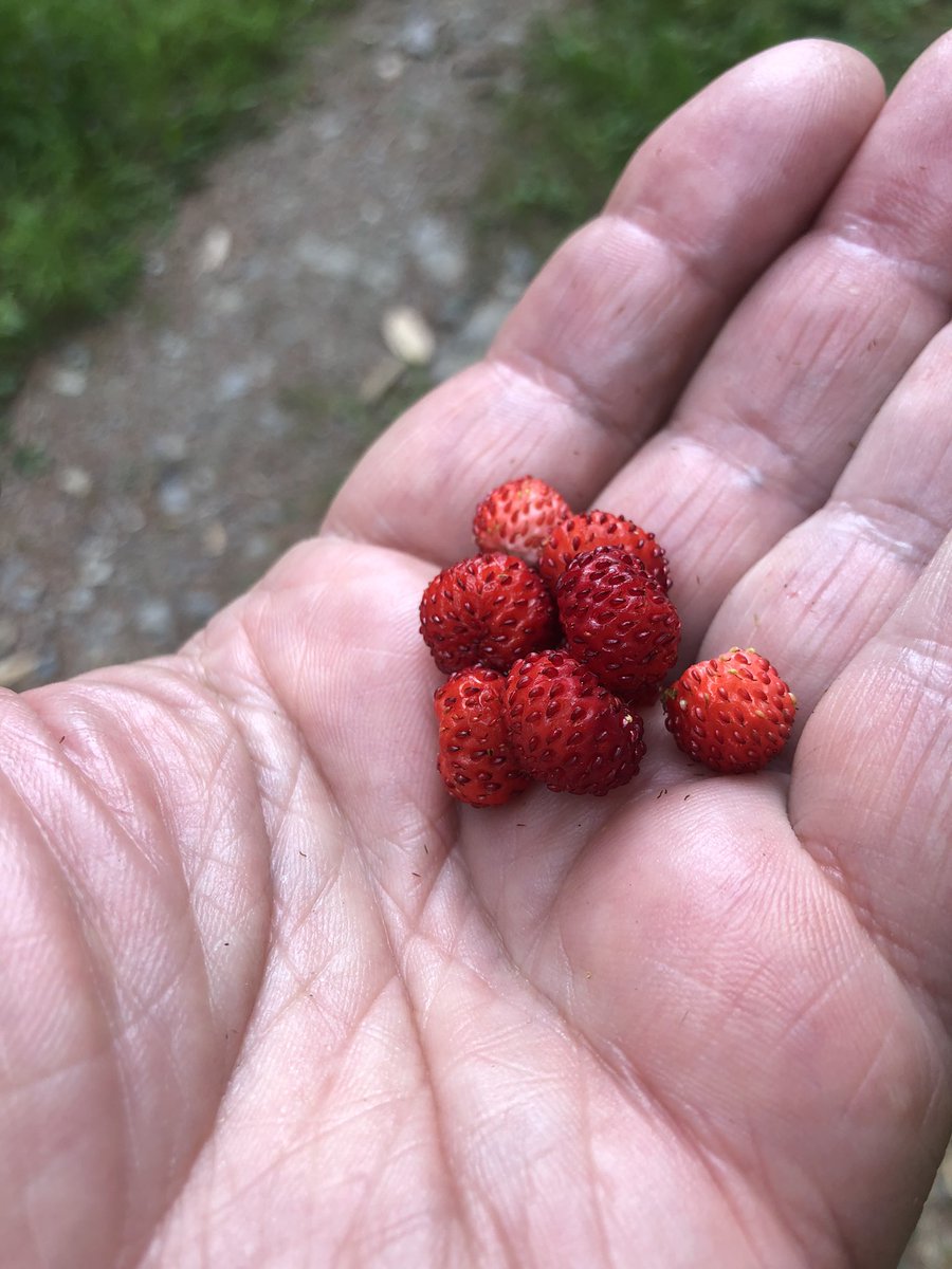 Mon fruit préféré mais attention la vraie, la sauvage.
C’est un condensé de saveurs.
