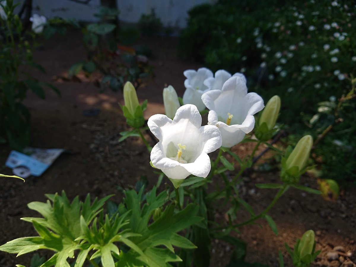 俗窓 (@zokumadot) on Twitter photo 