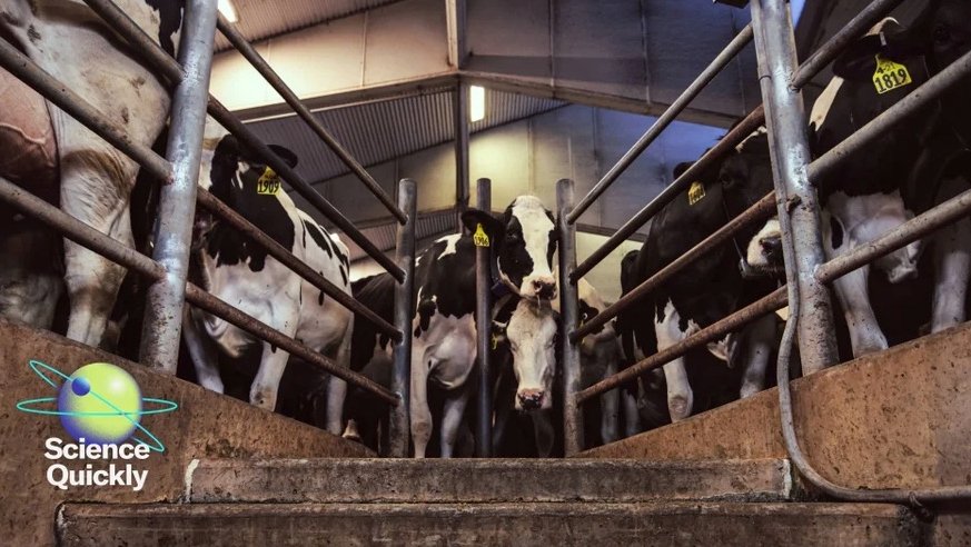 Uark Agricultural Economics & Agribusiness (@uarkaeab) on Twitter photo 🚨 Bird flu in cattle? 🐄🦠 Don’t miss Scientific American's latest Science Quickly podcast episode, featuring our own Dr. Jada Thompson, as she breaks down why this outbreak caught dairy farmers off guard.
<a href="/sciam/">Scientific American</a> <a href="/DrJadaT/">Jada Thompson</a>
🎧 Listen now: scientificamerican.com/podcast/episod… 🚨 Bird flu in cattle? 🐄🦠 Don’t miss Scientific American's latest Science Quickly podcast episode, featuring our own Dr. Jada Thompson, as she breaks down why this outbreak caught dairy farmers off guard.
<a href="/sciam/">Scientific American</a> <a href="/DrJadaT/">Jada Thompson</a>
🎧 Listen now: scientificamerican.com/podcast/episod…