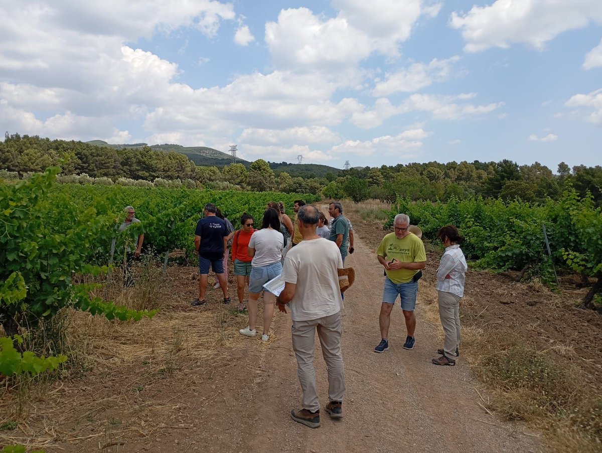PauCostaF's tweet image. Avui, com a membres del #LandLab de Catalunya del projecte europeu #ResAlliance, juntament amb @ctforestal  i @irtacat , hem visitat a 📍 l’Alt Camp dues iniciatives que promouen la resiliència del paisatge
davant del canvi climàtic:

1️⃣Una vinya experimental del Grup Operatiu