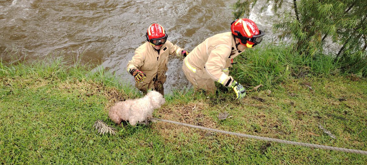 #BomberosCuenca realizó el rescate de una perrita que se encontraba atrapada en el río Tomebamba, en la Av. 24 de Mayo - UPC Monay. 
Nuestro equipo logró ponerla a salvo y entregarla a un morador del sector.

Proteger también es cuidar a quienes no pueden pedir ayuda con palabras