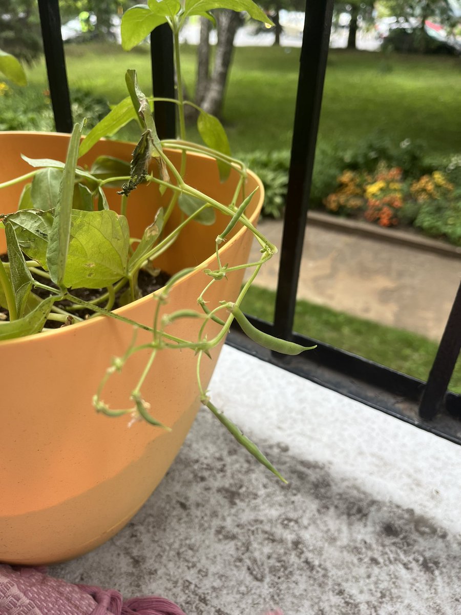 418_w0o's tweet image. wow growing bean #selfsustainability #free #growingyourownfood