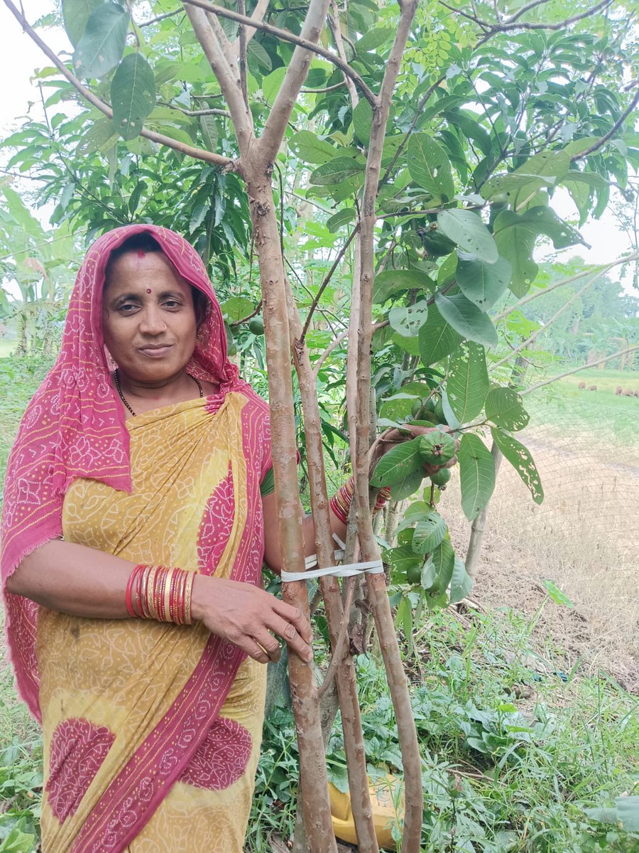 Kitchen garden by tapoi swain, barijanga village, young women group member.
In her kitchen garden , spinach, brinjal, chilli, drumstick tree, banana tree, papaya,guava etc