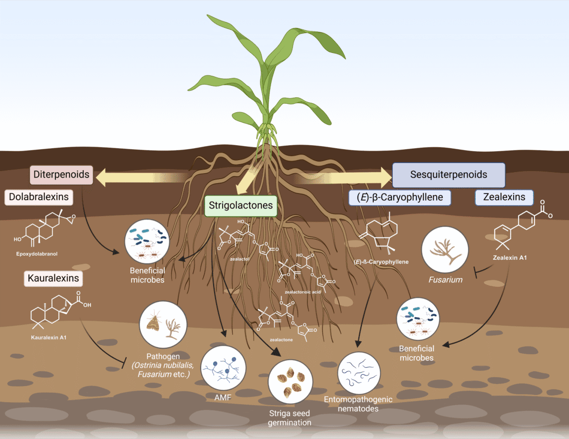 International Parasitic Plant Society (@plantsparasitic) on Twitter photo Updated: "New paper: The role of isoprenoids in the chemical interaction between plants and other organisms in their rhizosphere" by Harro Bouwmeester
Preview: Strigolactones are germination stimulants of many of the…
Source: parasiticplants.org/b/Jm8
#parasiticplants Updated: "New paper: The role of isoprenoids in the chemical interaction between plants and other organisms in their rhizosphere" by Harro Bouwmeester
Preview: Strigolactones are germination stimulants of many of the…
Source: parasiticplants.org/b/Jm8
#parasiticplants