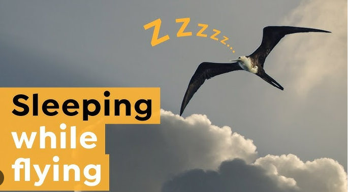 Fact: Some birds can sleep while flying, through a process called unihemispheric slow-wave sleep, where half of the brain rests while the other stays alert. This allows  them to stay vigilant for predators or  weather conditions while still resting during long migratory flights.