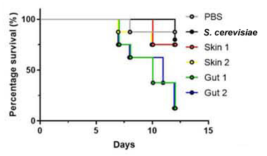 Malassezia Foundation tweet media