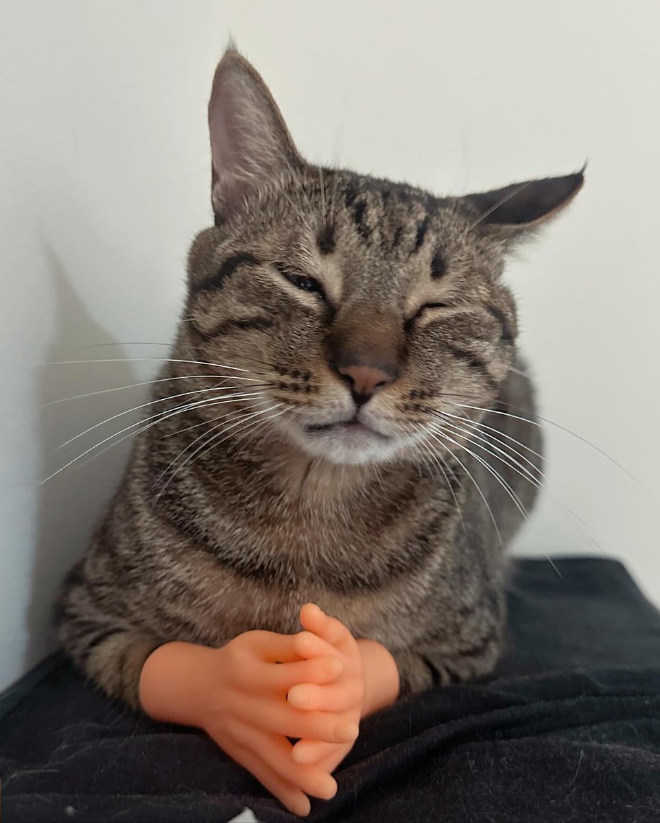 Como te iba diciendo, Karen, es muy importante que tome mis 38 siestas diarias, porque, pues, tú sabes, esto de ser gatito es agotadorrrrzzzzzzzzz…