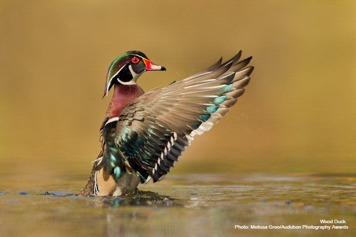 Audubon North Carolina (@audubonnc) on Twitter photo NC’s clean energy boom is powering jobs and wildlife protection, thanks to support from leaders like <a href="/SenThomTillis/">Senator Thom Tillis</a>. Eliminating tax credits for renewables threatens this progress. Read why conservation & business leaders are speaking up: businessnc.com/op-ed-threats-… NC’s clean energy boom is powering jobs and wildlife protection, thanks to support from leaders like <a href="/SenThomTillis/">Senator Thom Tillis</a>. Eliminating tax credits for renewables threatens this progress. Read why conservation & business leaders are speaking up: businessnc.com/op-ed-threats-…