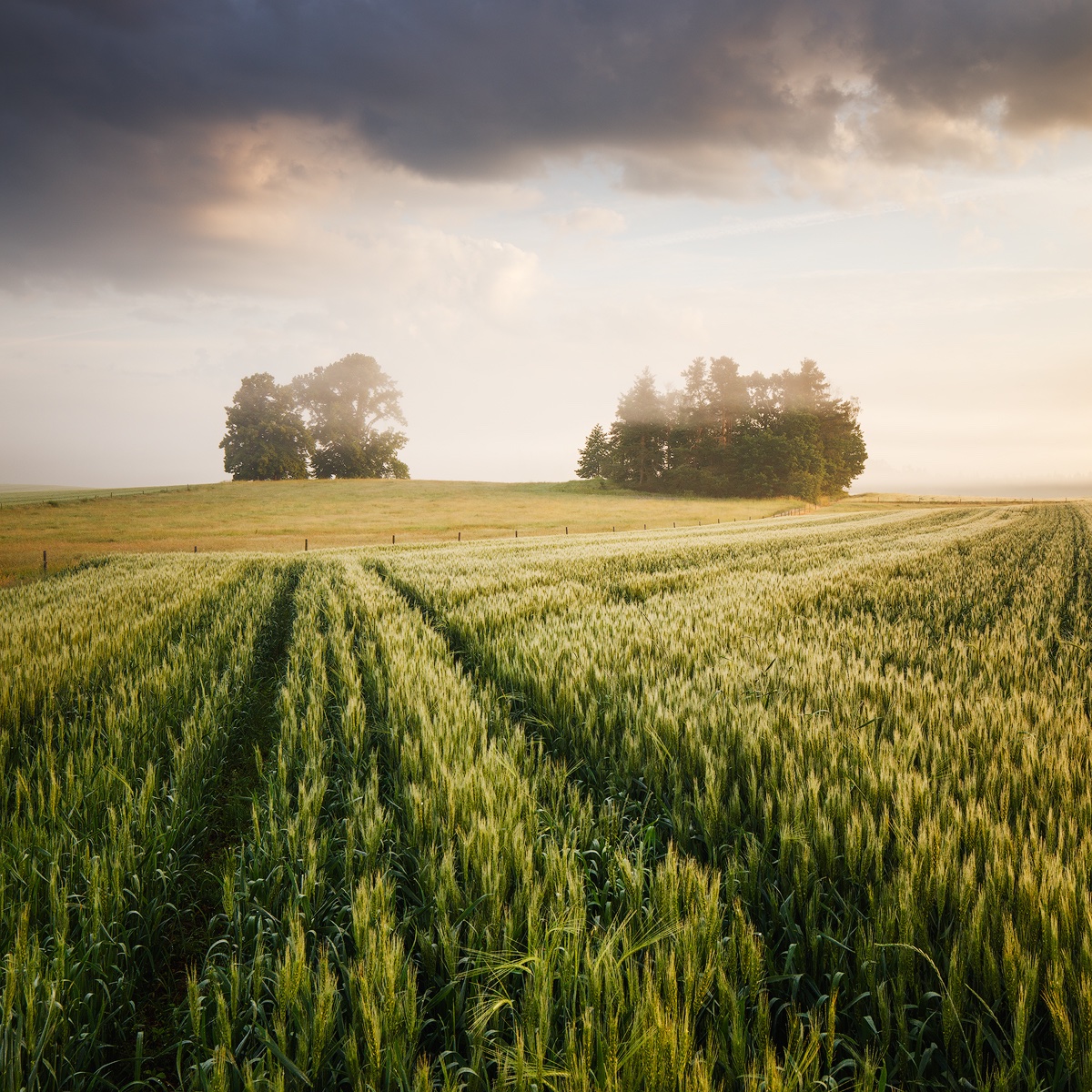 Summer morning in South Bohemia