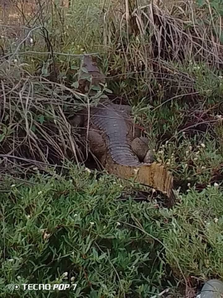 Fue hallado un caimán cerca de la estación meteorológica de Protección Civil en San Luis, Cumaná, estado Sucre.

Varios Caimanes han sido vistos fuera de sus cauces naturales a nivel nacional en los últimos días.

Telegram: t.me/luissuceso