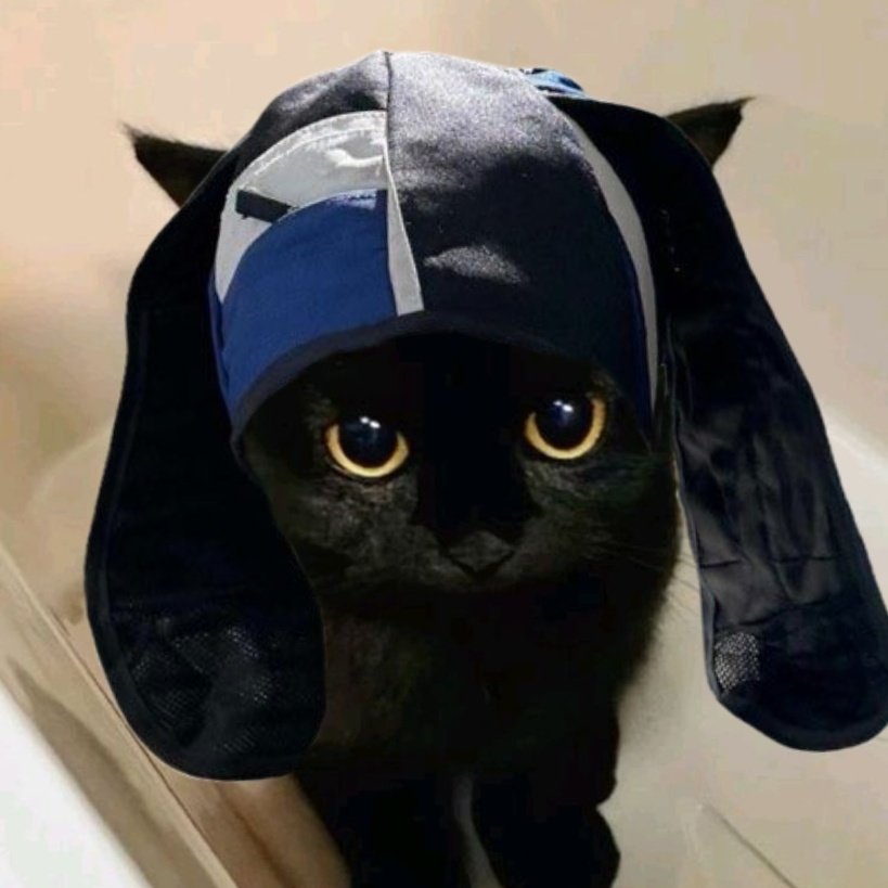 야옹 야옹  🐾!