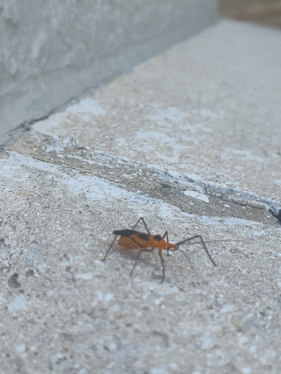 LaceMantilla's tweet image. Took this for you but he JUMPED AT ME I was almost assassinated because I'm not staying #prayedup. The consequences @coronationem