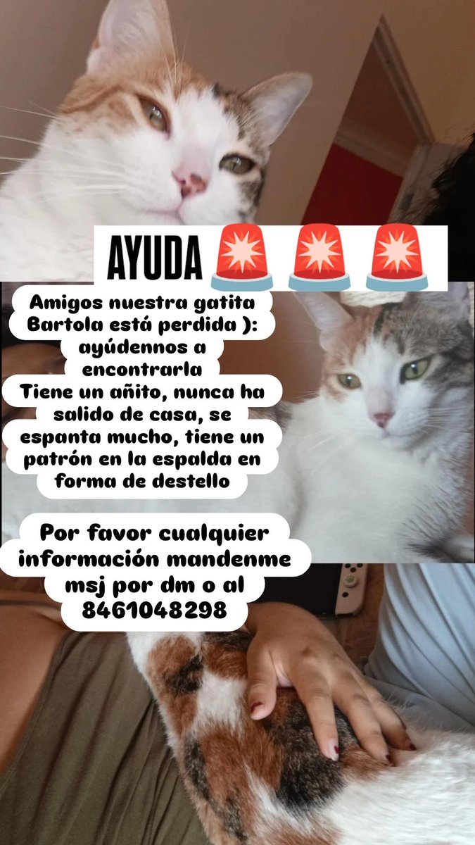 Amistades mi gatita Bartola se perdió ): no sabemos cómo ni que paso, creemos que pudieron habersela robado al verla en la ventana. Por favor si saben algo ayúdenme a encontrarla, no sabe estar fuera. Se perdió cerca del centro de Xalapa por Betancourt y Avila Camacho ):