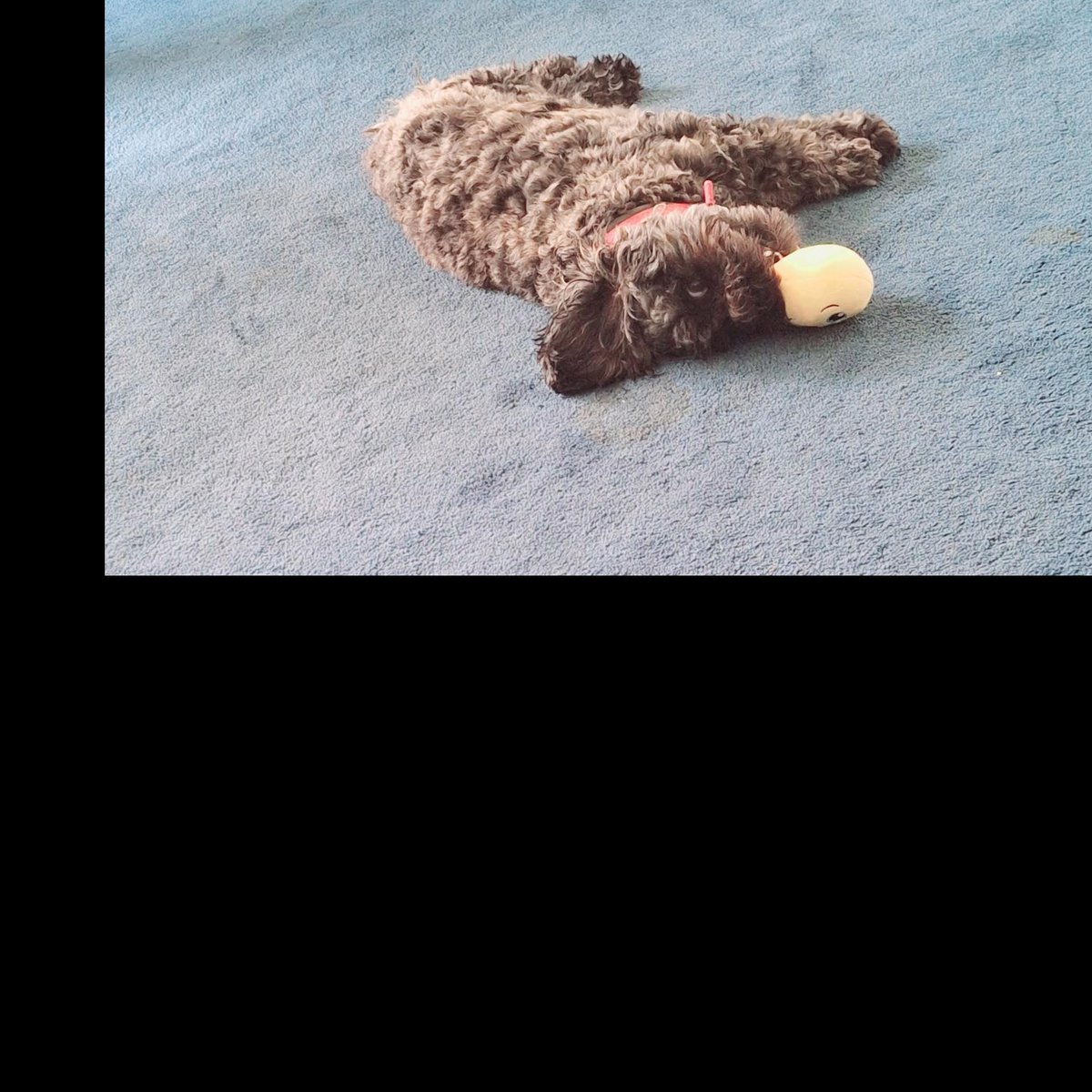 LOW INVENTORY!   Ships from U.S.

5 Pieces - $13.99

Chiara and have play fetch 30 mins each morning and evening.  Throughout the day I hear squeaking in the background while she tosses it around, ha!

👉  fluffycompanions.com/product/squeak…