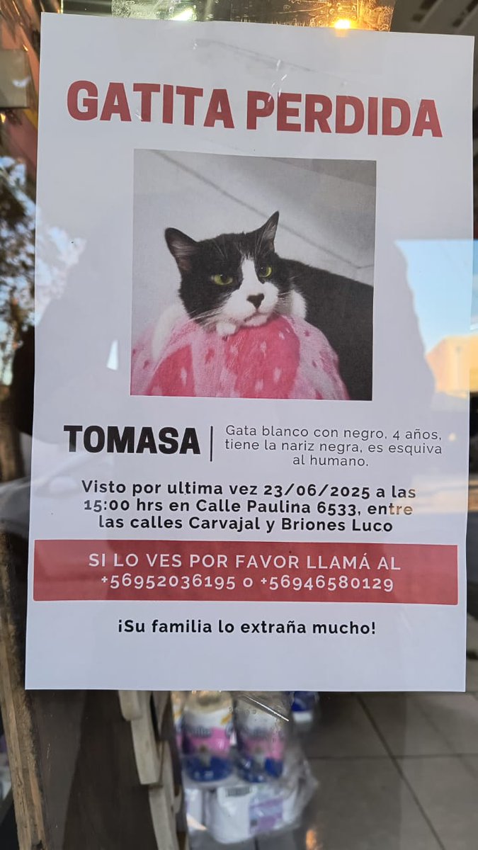 Sita Marce (@chilena9772) on Twitter photo #LaCisterna
Paradero 18 de Gran Avenida
Se busca a esta Gatita Perdida 👇🏻👇🏻📢📢⚠️⚠️‼️
RT <a href="/linddacarter/">Carter Chile</a> <a href="/BrendaEtchegar1/">Brenda Etchegaray</a> <a href="/Evelyn_Torres_h/">Eve Torres 🇨🇱</a> <a href="/lorecuadra/">La EX Serena Williams</a> <a href="/patrmarsh/">𑁍ᑭᗩT ♀️🟣</a> <a href="/PatssyPatt_/">Patty 🐾❤️</a> <a href="/KenadeChile/">KENA 🐈</a> <a href="/giovannademaria/">Gio</a> <a href="/Se_Me_Perdio/">Mascotas perdidas 🐶😿🍀</a> <a href="/jrdevices/">Novissima music</a> <a href="/iritas1117/">Irita 🌳</a> #LaCisterna
Paradero 18 de Gran Avenida
Se busca a esta Gatita Perdida 👇🏻👇🏻📢📢⚠️⚠️‼️
RT <a href="/linddacarter/">Carter Chile</a> <a href="/BrendaEtchegar1/">Brenda Etchegaray</a> <a href="/Evelyn_Torres_h/">Eve Torres 🇨🇱</a> <a href="/lorecuadra/">La EX Serena Williams</a> <a href="/patrmarsh/">𑁍ᑭᗩT ♀️🟣</a> <a href="/PatssyPatt_/">Patty 🐾❤️</a> <a href="/KenadeChile/">KENA 🐈</a> <a href="/giovannademaria/">Gio</a> <a href="/Se_Me_Perdio/">Mascotas perdidas 🐶😿🍀</a> <a href="/jrdevices/">Novissima music</a> <a href="/iritas1117/">Irita 🌳</a>