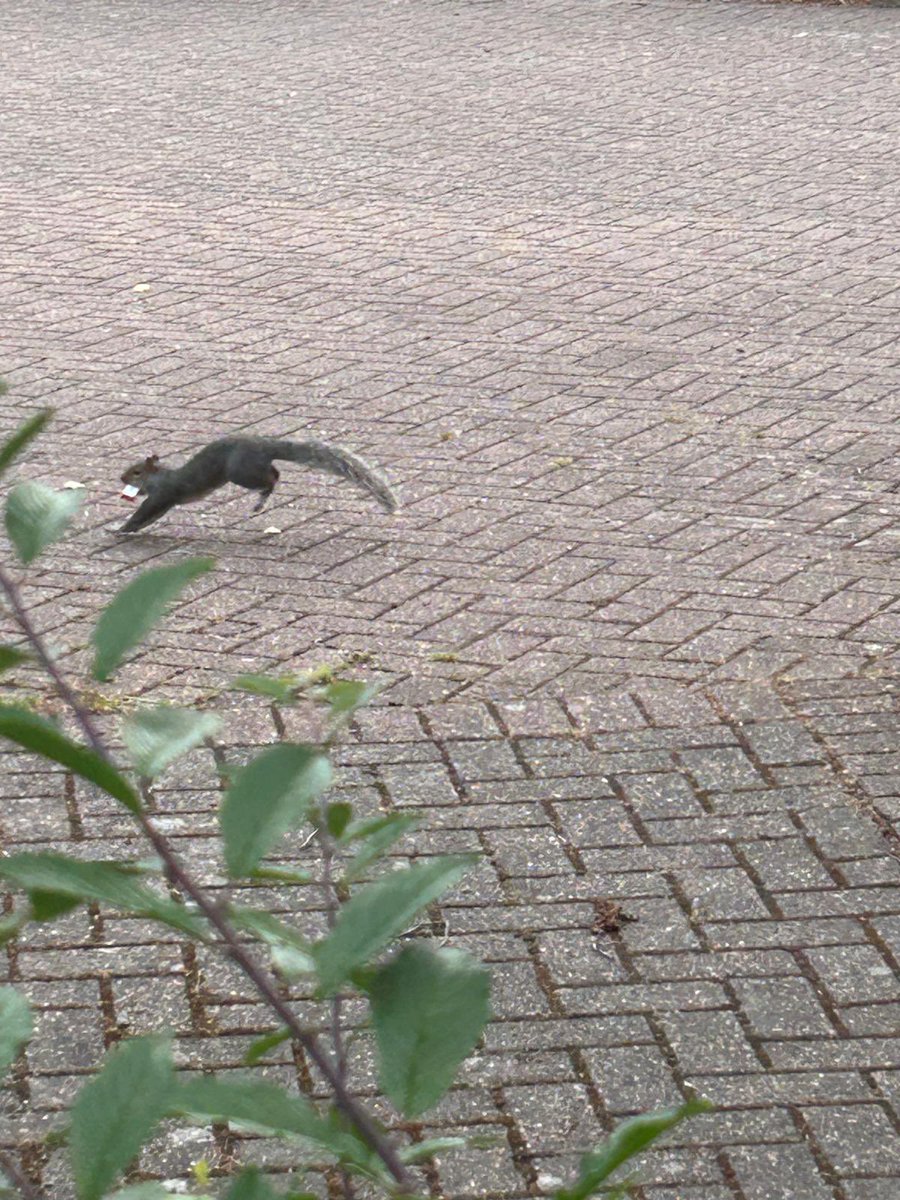 On the way to work my daughter saw this squirrel find a wrapped Kinder Chocolate Bar and speed off with it. Bless him 😍❤️