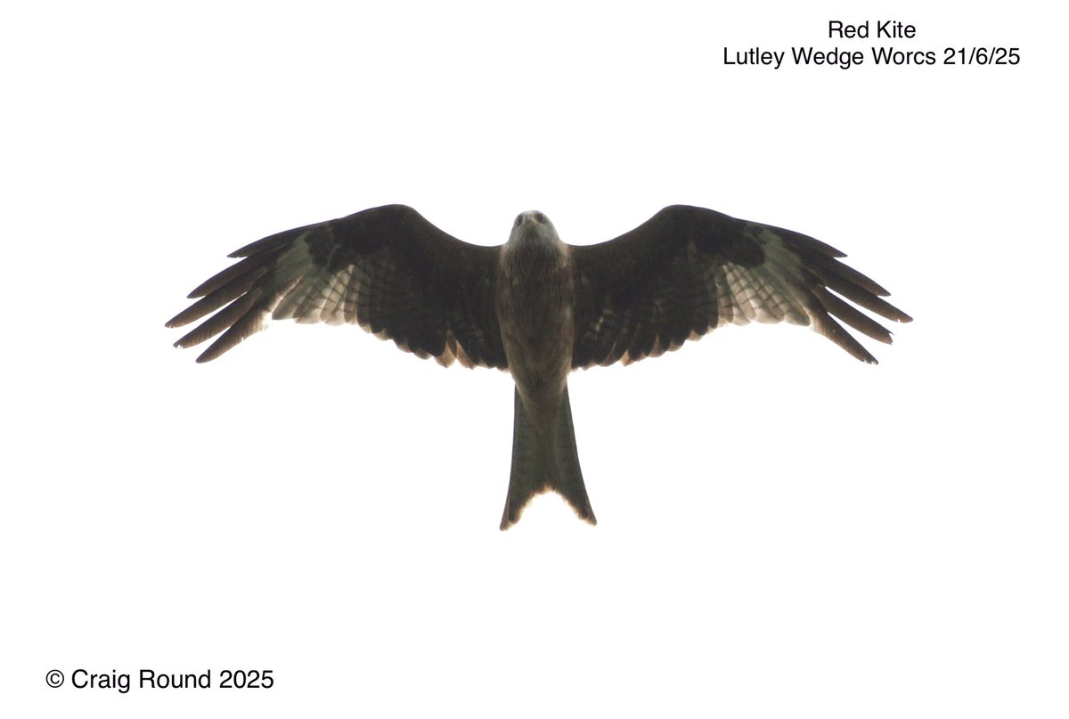 Craig Round (@craig_round) on Twitter photo Lutley Wedge Worcs 21/6
This stunning Red Kite drifted over At Wassell Grove heading East, and continuing the excellent run of Red Kite sightings on the patch this year. #vismig
<a href="/Worcs_bird/">Worcestershire Bird Records</a> #WorcsBirds Lutley Wedge Worcs 21/6
This stunning Red Kite drifted over At Wassell Grove heading East, and continuing the excellent run of Red Kite sightings on the patch this year. #vismig
<a href="/Worcs_bird/">Worcestershire Bird Records</a> #WorcsBirds