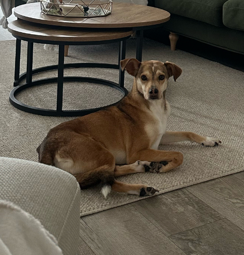 millypod1's tweet photo. ๐25 Jun 2025 #Lost Mila #ScanMe
Cross Breed Female
Reading Road, Grove North #Oxfordshire #OX12
#WestHendred #Wantage
Last Seen: near #Ardington
https://t.co/KSNrF7B97Y https://t.co/E0fLrw6vGY
